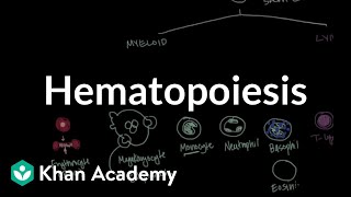 Hematopoiesis  Hematologic System Diseases  NCLEXRN  Khan Academy [upl. by Selrac]