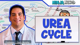 Metabolism  Urea Cycle [upl. by Hesler]