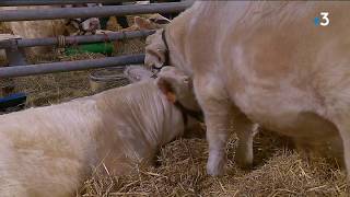 Concours de reproducteurs charolais [upl. by Cenac]