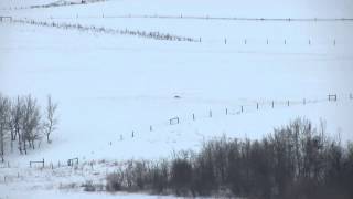 Longest coyote shot on video  1390 yards [upl. by Haldes]