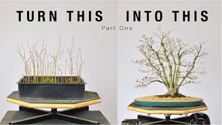 Turn Japanese Maple Seedlings into a Clump Style Bonsai Part 1  BonsaiU [upl. by Kehsihba]