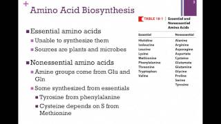 135Overview of Amino Acid Biosynthesis [upl. by Ahsenauq]