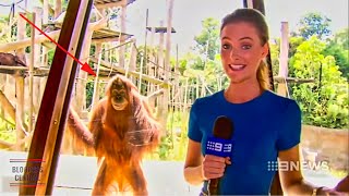 Funniest Animals News Bloopers Of All Time [upl. by Bartosch]