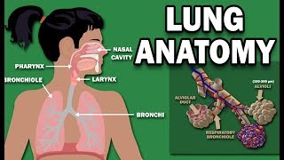 Histology  Lung respiratory zone [upl. by Schreiber]