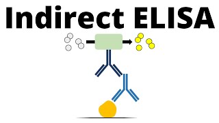 Indirect ELISA in 1 minute [upl. by Ramsdell]