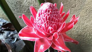 Torch Ginger Plant  Land Lily Plant  Siddartha Flower Plant Etlingera elatior [upl. by Eilata]