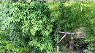 How To Grow A Bamboo Hedge [upl. by Timoteo738]