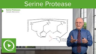 Serine Protease Background amp Catalytic Mechanism – Biochemistry  Lecturio [upl. by Luke]