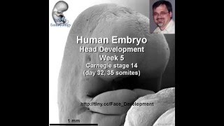 1 Min Embryo Face and palate [upl. by Warfold]