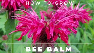 Bee Balm  Monarda Didyma  Complete Grow and Care Guide [upl. by Channing]