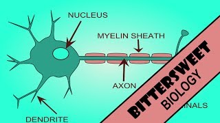 Action Potential Explained  The Neuron [upl. by Sells]