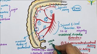 Superior Mesenteric ArterySMA  Course  Divisions  Termination [upl. by Fradin84]