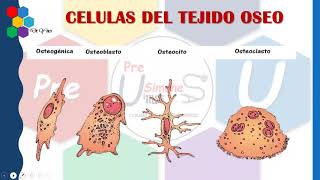 CELULAS DE TEJIDO OSEO [upl. by Alana]