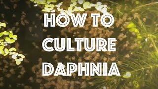 How To Culture Daphnia Magna [upl. by Ahsenrat]