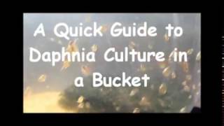 How to culture daphnia outside [upl. by Onileba813]