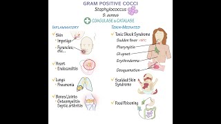 Gram Positive Cocci Overview [upl. by Eecyak]