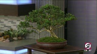 How to properly care for your Bonsai tree  HOUSTON LIFE  KPRC 2 [upl. by Trocki]