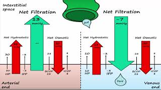 Capillary Exchange amp Edema [upl. by Beekman359]