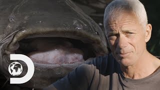 Is The Lake Garda Monster A Wels Catfish  Jeremy Wades Dark Waters [upl. by Aelyak858]