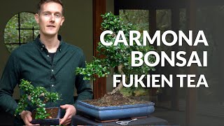 Carmona Bonsai care Fukien tea [upl. by Niamart]