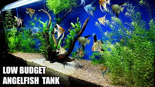 Build A Low Budget Planted Aquarium For Angelfish [upl. by Jocelin872]