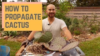 How To Propagate Cactus 🌵 Colorful Gardener [upl. by Mide]