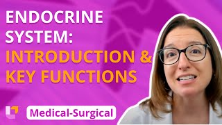 Endocrine Introduction amp Key functions  MedicalSurgical  Endocrine  Level Up RN [upl. by Rivalee928]