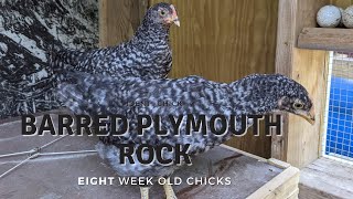 Barred Plymouth Rock 8WeekOld Chicks [upl. by Nahgam628]