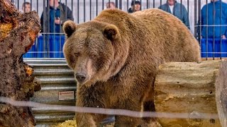 Meet Brutus the 900 pound grizzly bear [upl. by Nossila]