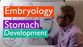 Stomach development  Embryology [upl. by Weiser]