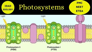 Photosystem I and Photosystem II  Photosynthesis  Ibad Biology [upl. by Apurk]