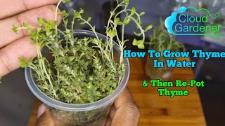 How To Grow Thyme In WaterEasy Thyme Mint amp Rosemary Propagation Indoor Herb Garden [upl. by Paulette]