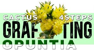 Grafting Cactus on Opuntia in 4 steps  Demos and 100 Results  Aftercare guidelines [upl. by Enilra]