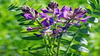 Discover All The Benefits of Astragalus and how to use [upl. by Sialac209]