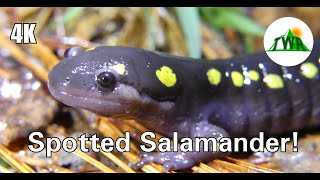 Spotted Salamanders Everything You Need To Know  4k [upl. by Adnaloj]