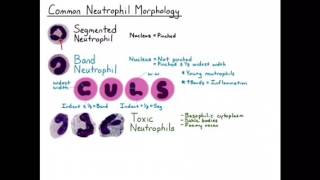 Neutrophil Chemotaxis [upl. by Aubin]