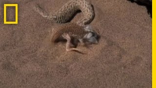 Snake vs Lizard  National Geographic [upl. by Siramed790]