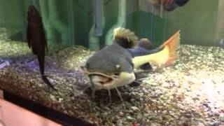 Monster RTC RedTail Catfish feeding [upl. by Amein]