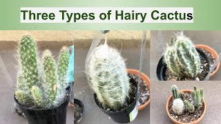 Three Types of Hairy Cactus Repotting And Care Guide [upl. by Okiek]