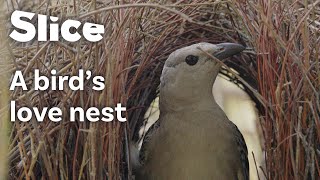 Impressive NestBuilding Skills of the Great Bowerbird  SLICE [upl. by Fenner]