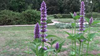 Purple giant hyssop agastache rugosa in mid August [upl. by Piefer]