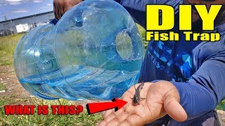 Plastic Bottle Fish Trap DIY Fishing [upl. by Ettezoj]