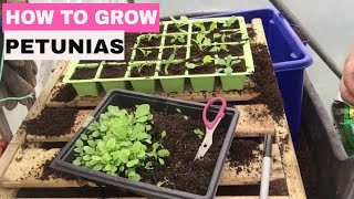 ✅ How to Grow Petunias from Seed  Start to Finish [upl. by Sorce]