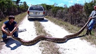 Python hunters take on Florida Everglades snake problem [upl. by Lyrak]