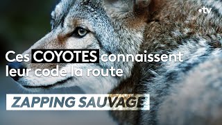 Ils traversent seulement au feu vert  ZAPPING SAUVAGE [upl. by Secrest]