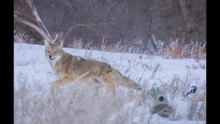 30 Coyotes Down With The 22250 Suppressed EPIC 4K KILL FOOTAGE [upl. by Ailemor359]