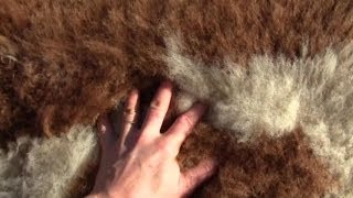 How To Make Your Own UnBleached Sheep or Goat Skin Rug [upl. by Helfant871]