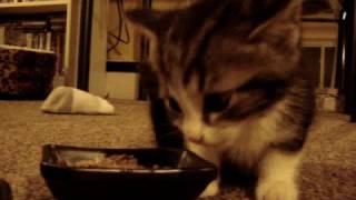 Cute Kitten says quotYUM YUM YUMquot while eating original [upl. by Petey]