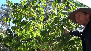 BYF Quick Tip Pruning a Cherimoya to Self Pollinate [upl. by Elagibba]