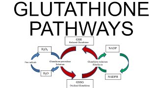 Glutathione Pathways [upl. by Yolande]